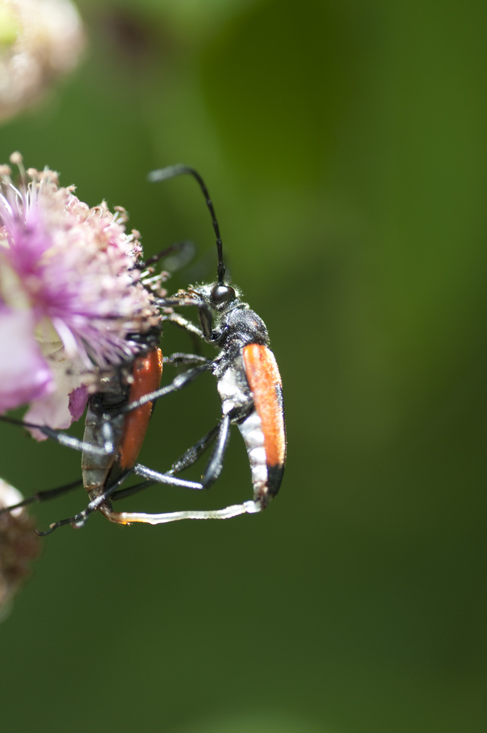 stictoleptura cordigera in accoppiamento... nel dettaglio!